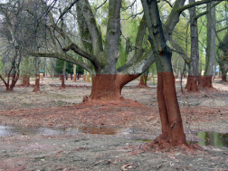 Katasztrófavédelem